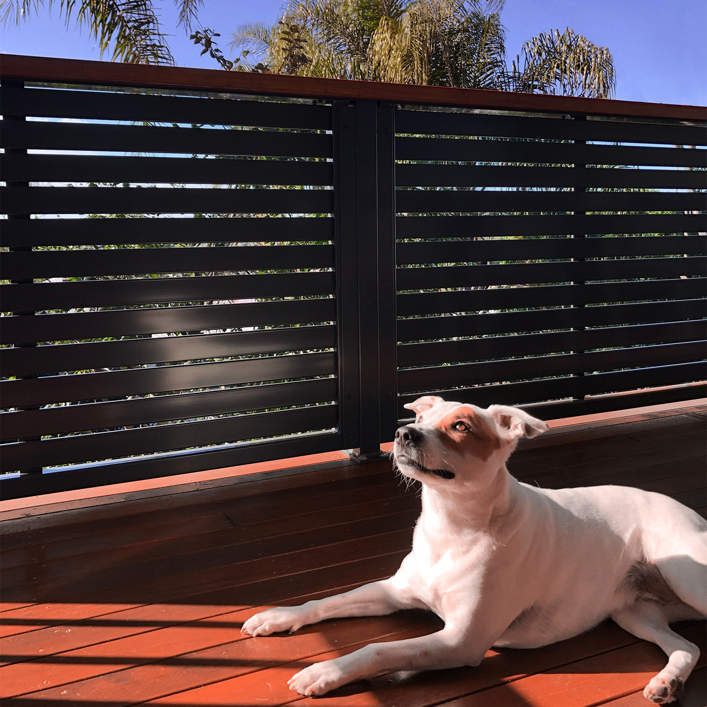 Balustrade with dog in front