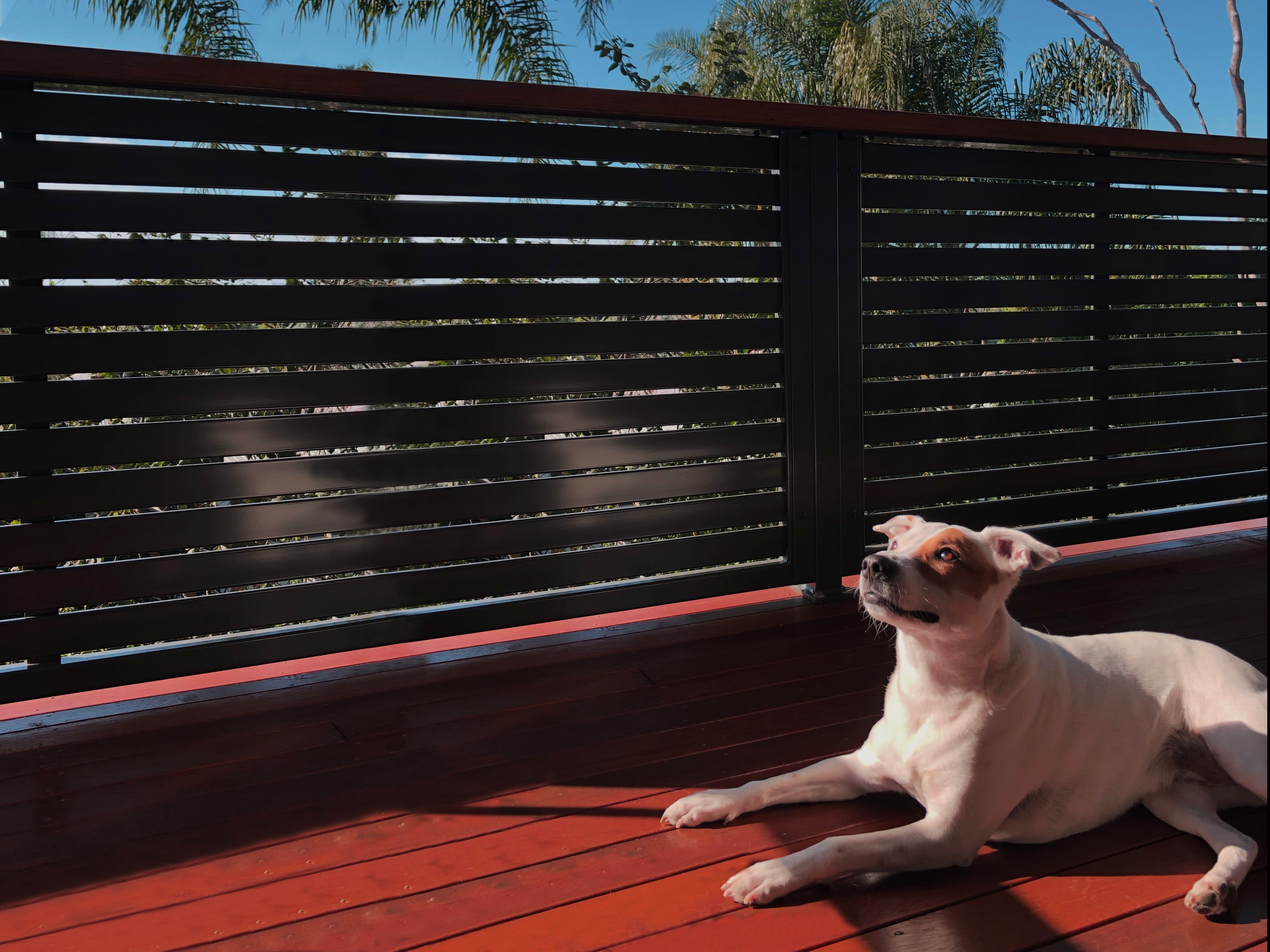 Cute Dog sunbathing in front of COLORBOND Cliknfit slat balustrade system on outdoor balcony
